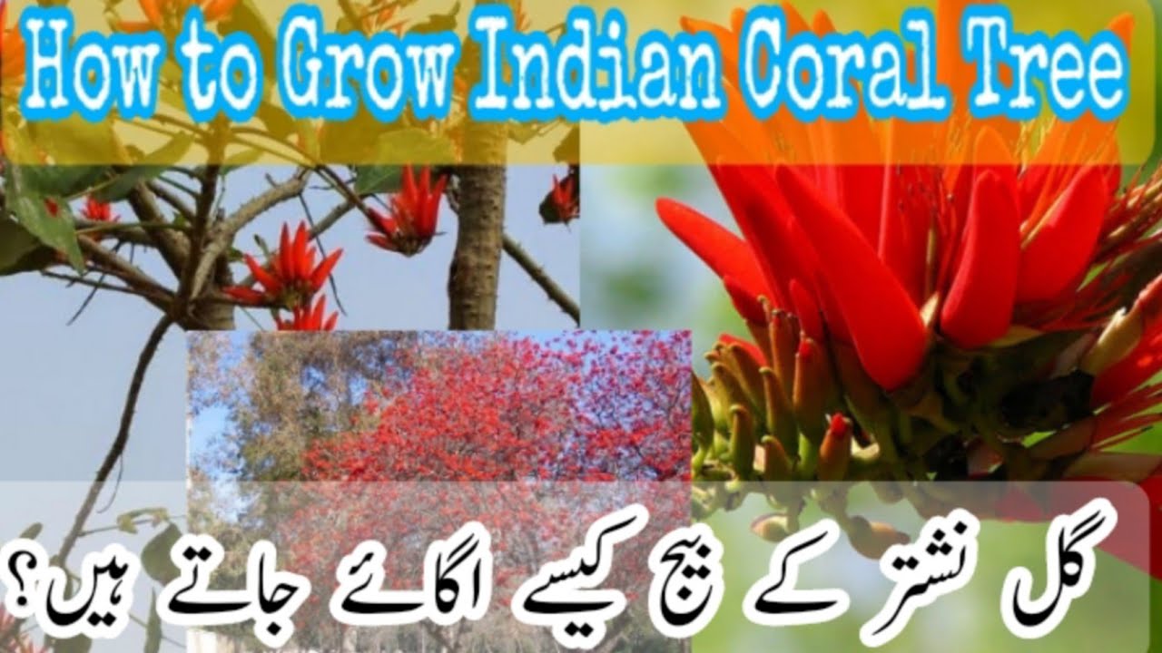 How to Grow Gul.E.Nishtar Tree | Growing Indian Coral Tree from seeds | Gardening and Junk Art