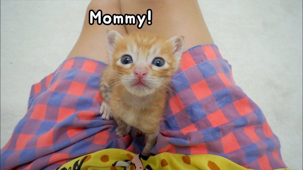 the Amazing Behavior of Kittens that Think of Humans as Mothers