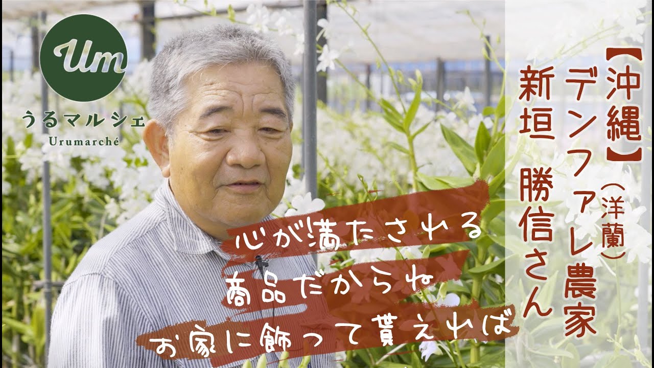 デンファレ生産者・花卉農家　新垣勝信さん【うるマルシェの生産者さん】［沖縄｜うるま市］