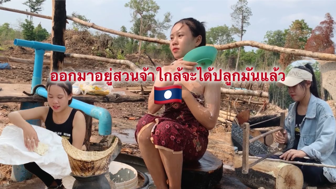 ออกมาช่วยงานพ่อที่สวน #เมือคืนฝนตกหนักเตรียมปลูกมันจ้า🇱🇦🇹🇭 #น้องคอนสาวพะลานไช