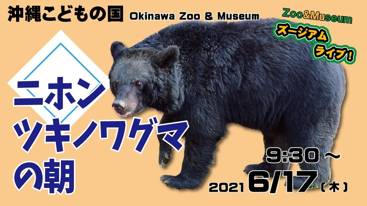 沖縄こどもの国ズージアムライブ！【ニホンツキノワグマの朝】