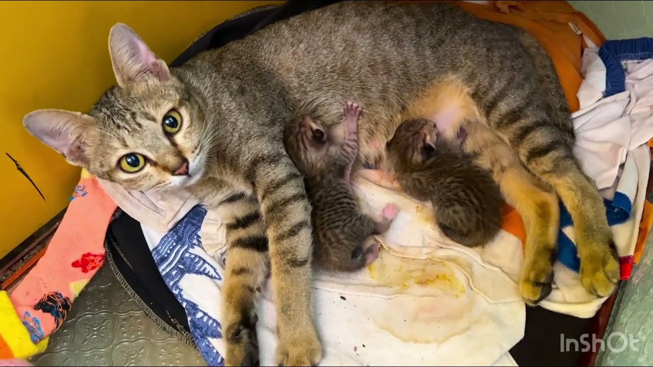 Meet Our 1-Day-Old Kitten! 😻 Tiny, Cute & Adorable!