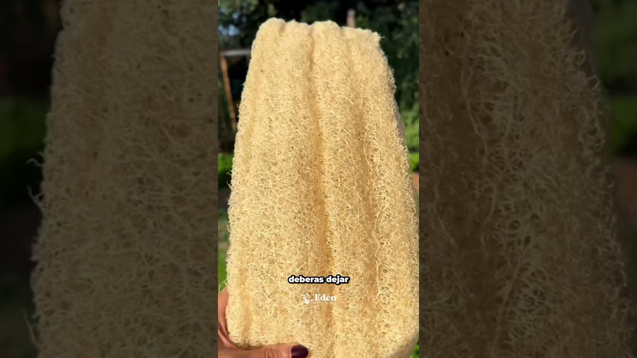 🧽 &iexcl;Cultiva tu propia LUFFA! La esponja natural que crece en tu huerto 🌿