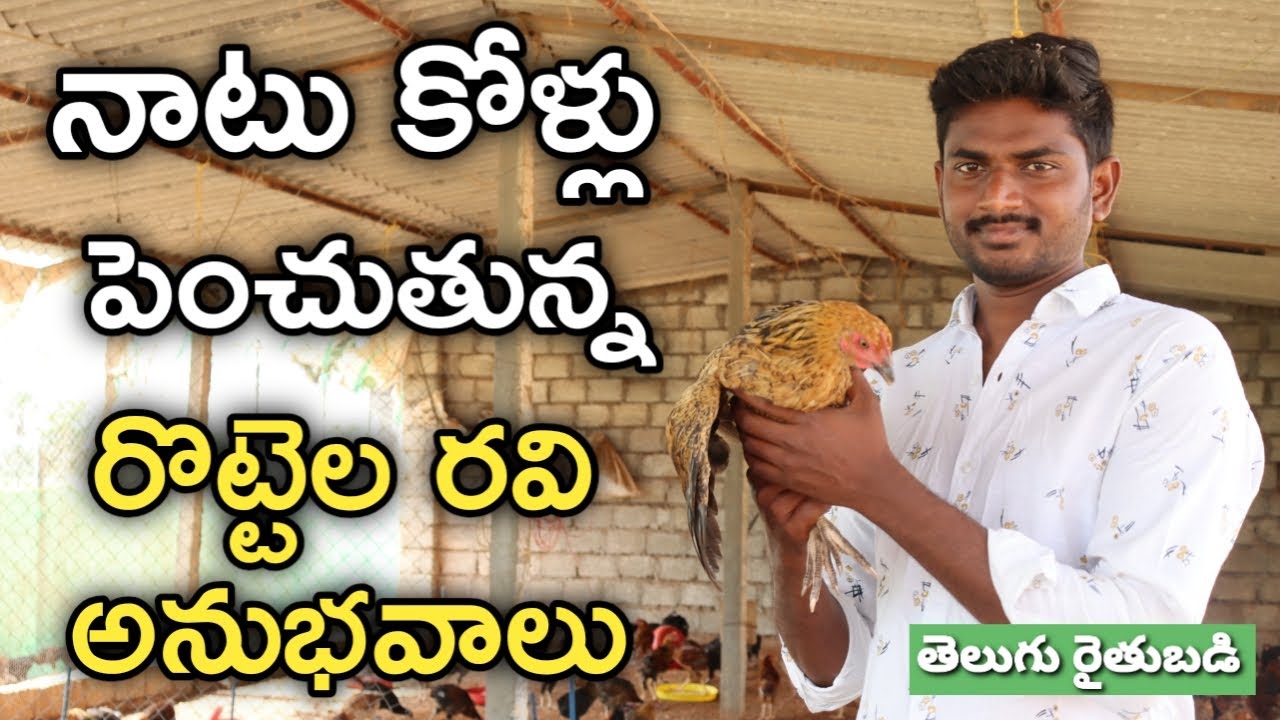 అర ఎకరం భూమిలో 1500 నాటు కోళ్లను పెంచుతున్నా | తెలుగు రైతు బడి