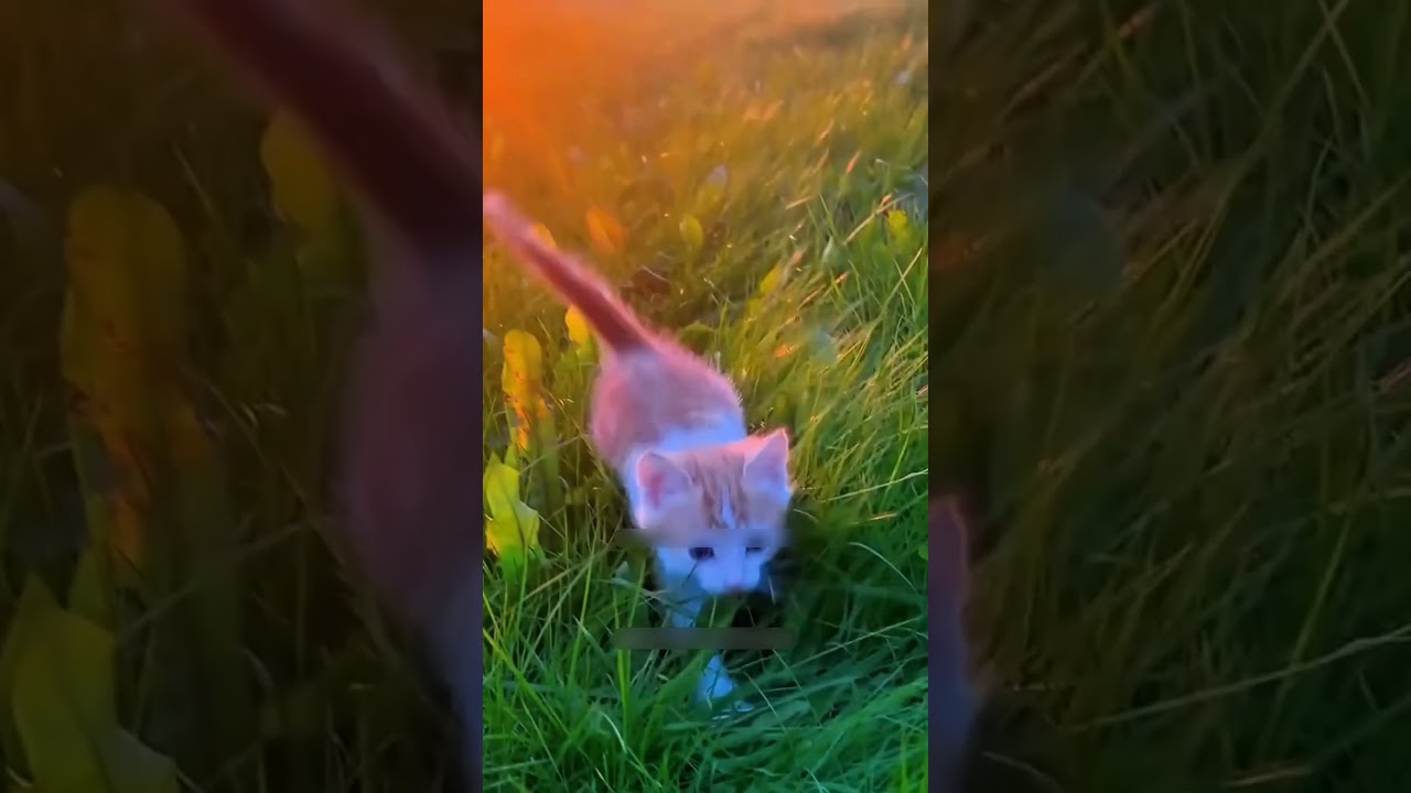 #cat #funny #happycats #catmemes #music #memes #trending #trendingshorts #new #reels