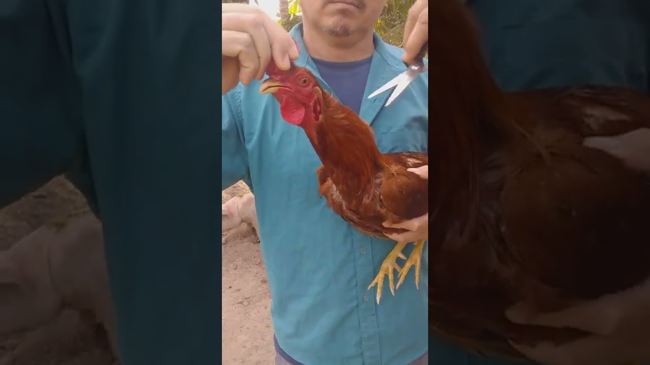 como descrestar un gallo