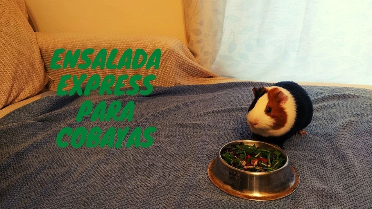 Ensalada Express Para Cobayas/Guinea Pigs/Cuyos/Cuys