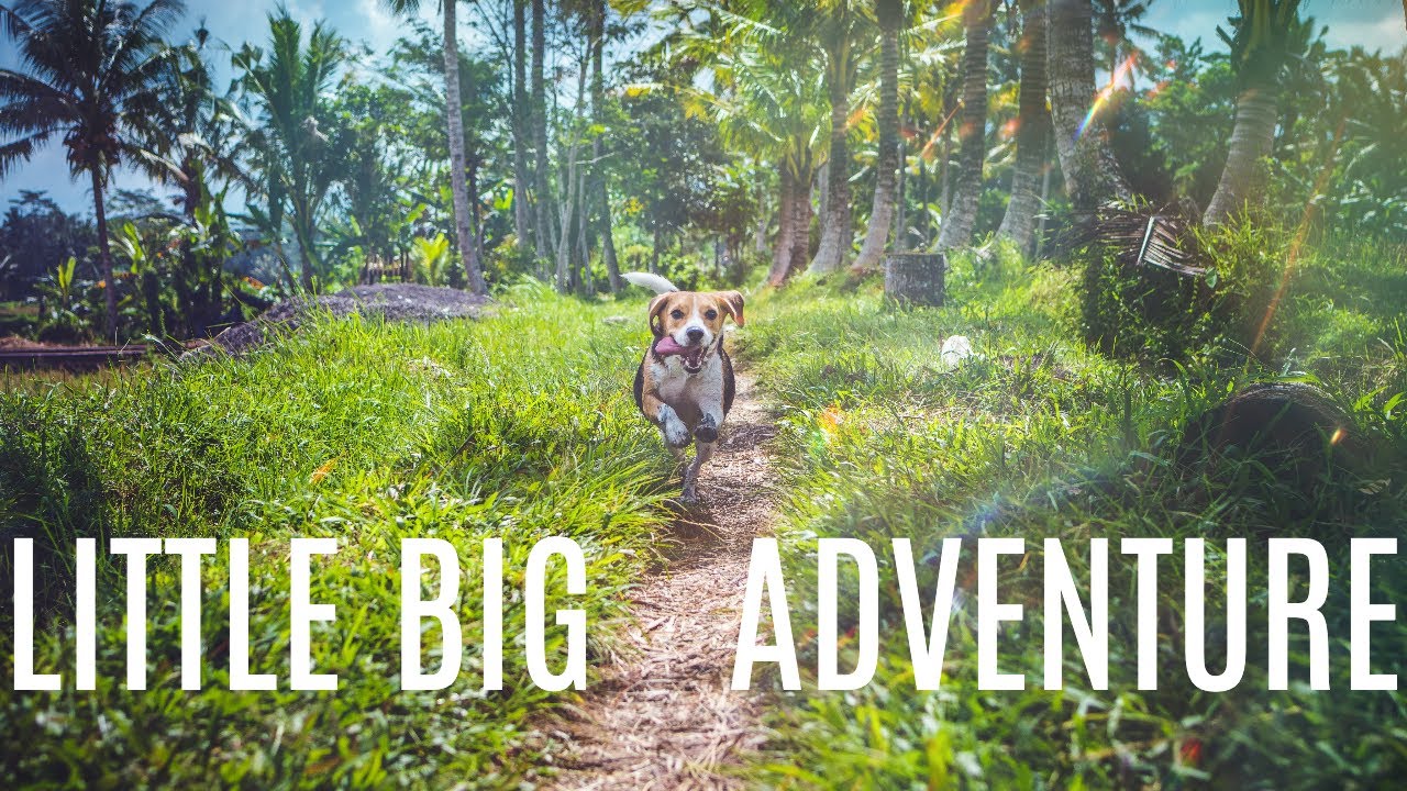 Little Big Adventure - Jean-Philippe Ichard