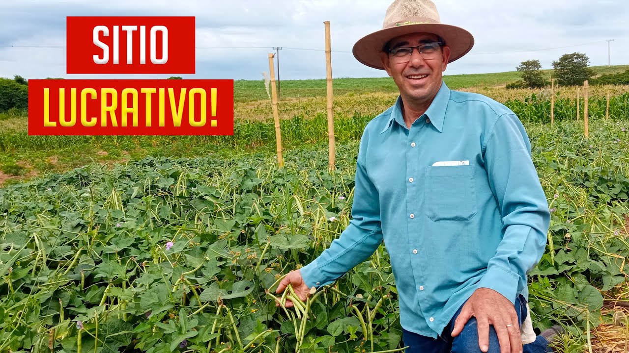 Como ter DINHEIRO Rápido na Propriedade LUCRATIVA?!