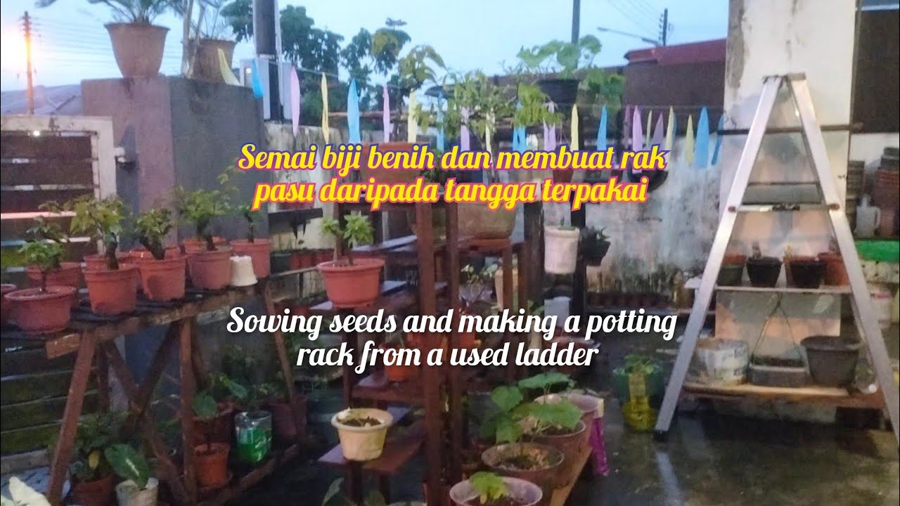 Menyemai biji benih dan membuat rak pasu daripada tangga terpakai//yardgarden