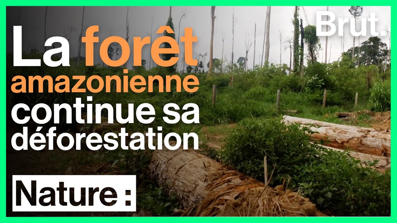 Brésil : la déforestation se poursuit à un rythme effréné