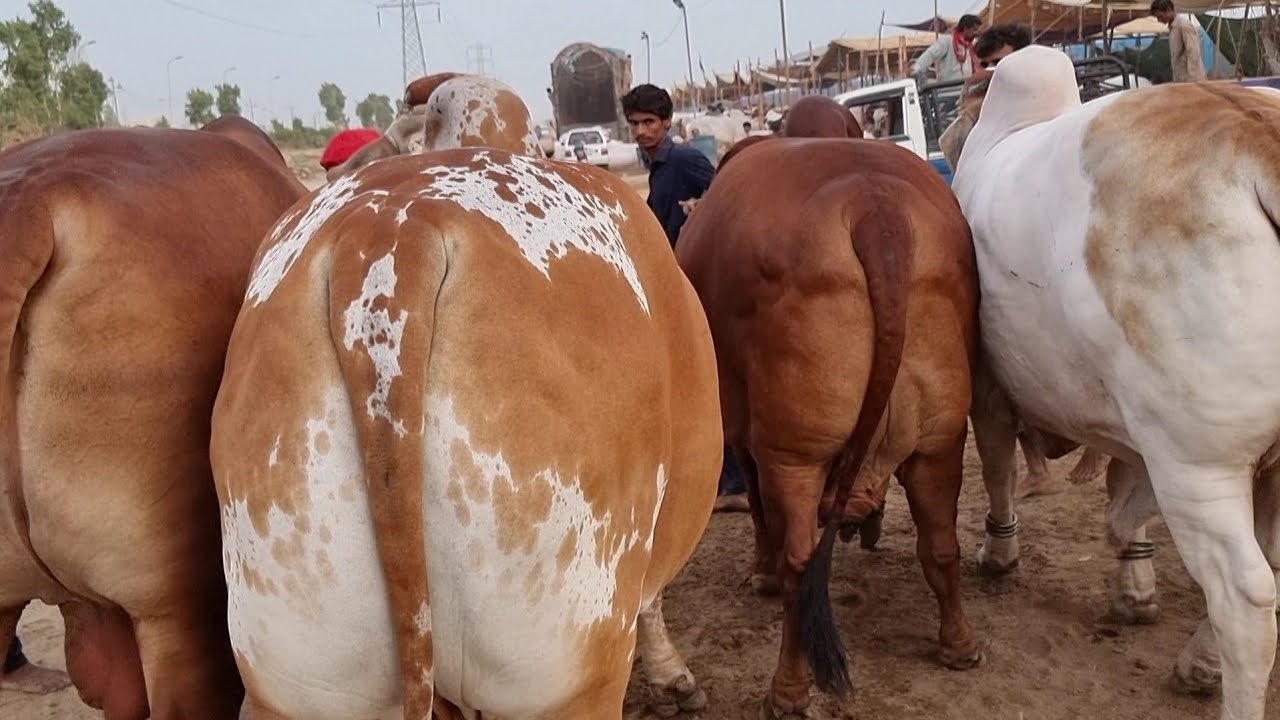 Full Heavy Scene Hai Boss 😍🔥🔥 | Sohrab Goth Cow Mandi | AR Maani