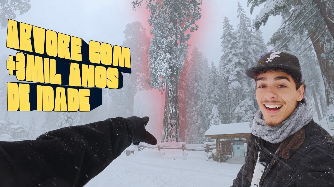 A maior árvore que já vi na vida (e muita neve!)