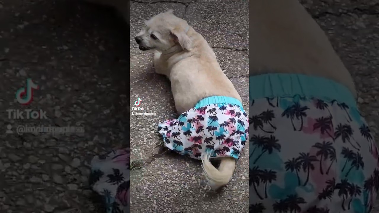 Doggie Pants Dance