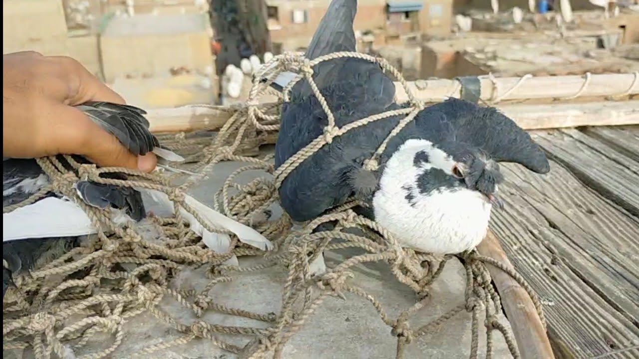 شوف لو بتعاك تعالي... خدة... وسيبت الحمام كلة.. مع... اوطة امبابة