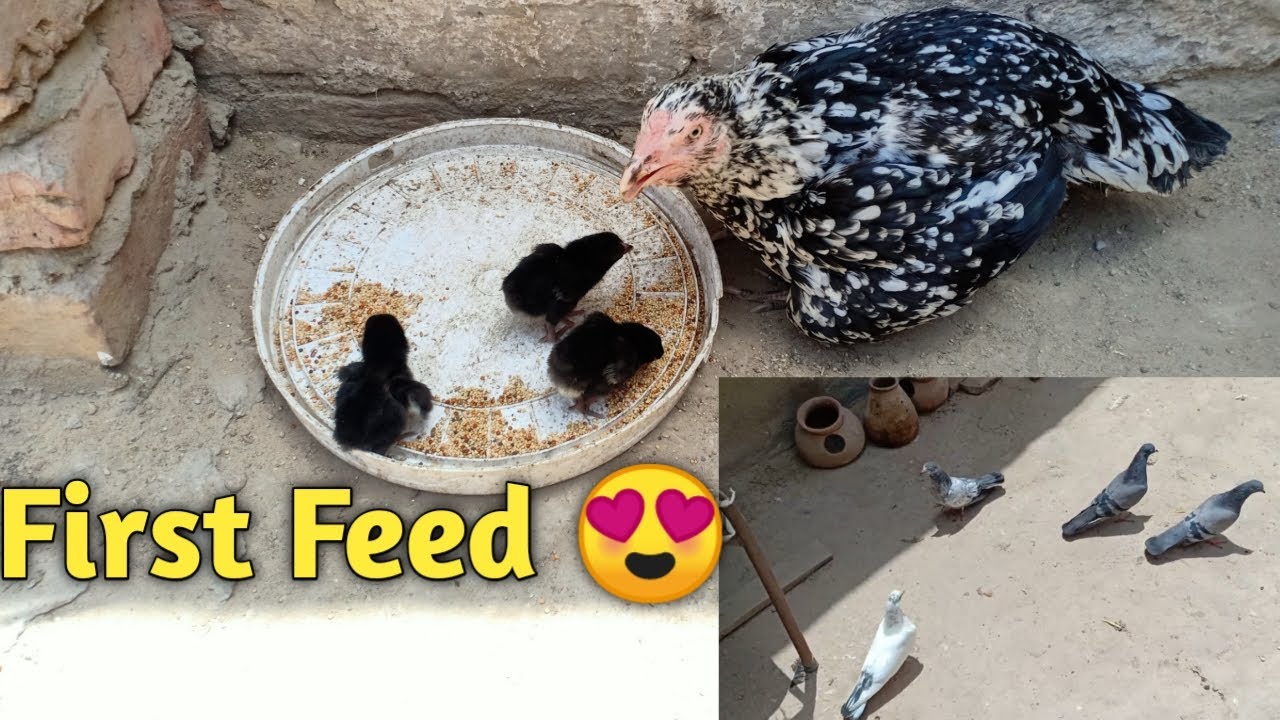 New Born Aseel Chicks Ko Pehli Dafa Konsi Feed Dain 😍 ! Baby Pigeons Ko Uraya || Pets Vlog