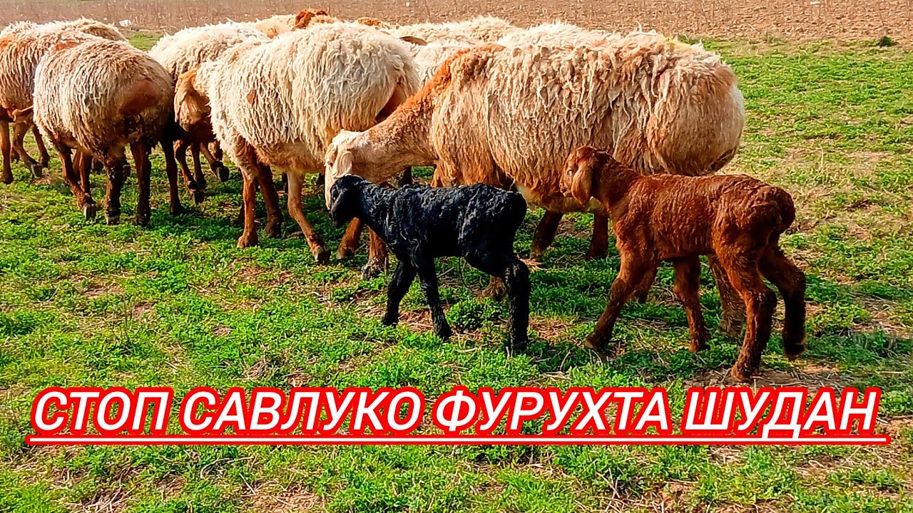 2 марта 2026 САВЛУКОИ ЯКАЧИНИ ХИСОРИ БУГУЗИ НАЗДИК УСПЕТ КУНЕД 