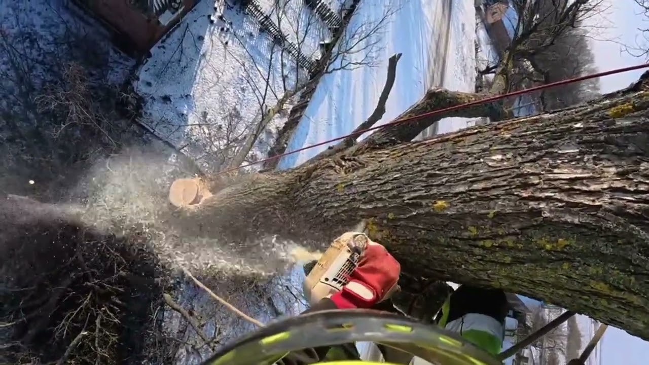This Tree Didn’t Stand a Chance – GoPro POV