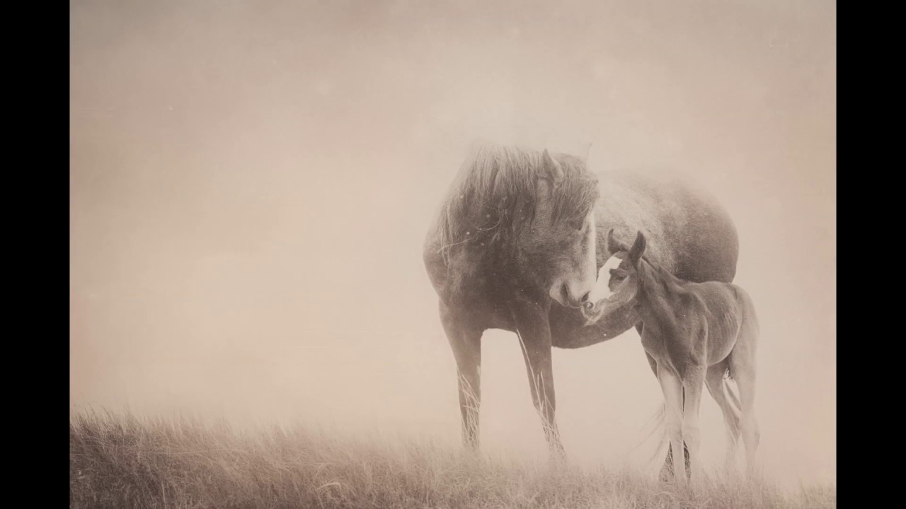 Wild and Untethered
