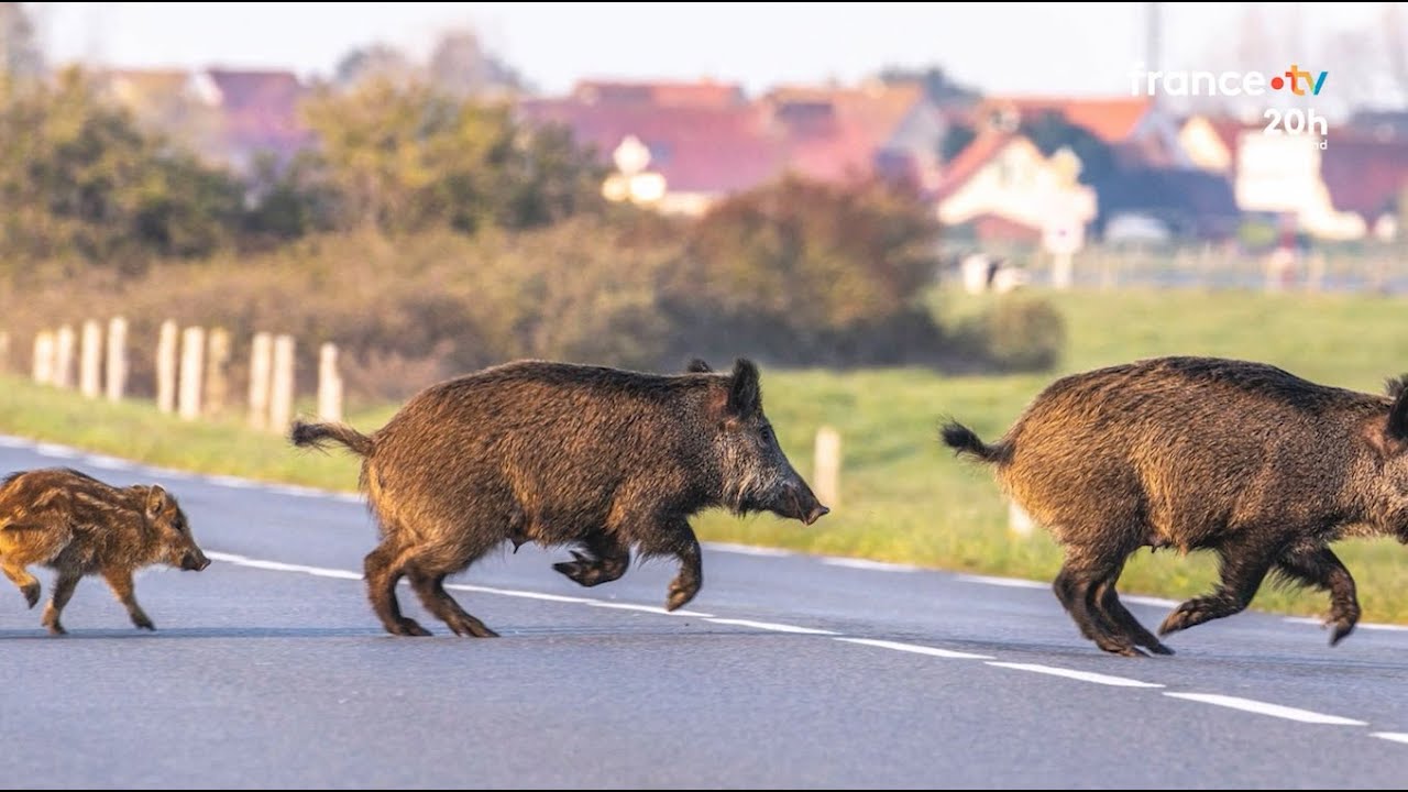 🇫🇷🐗🦌Ardèche : un arrêté pour davantage de tirs de prélèvements de sangliers et chevreuils - 24/01/26