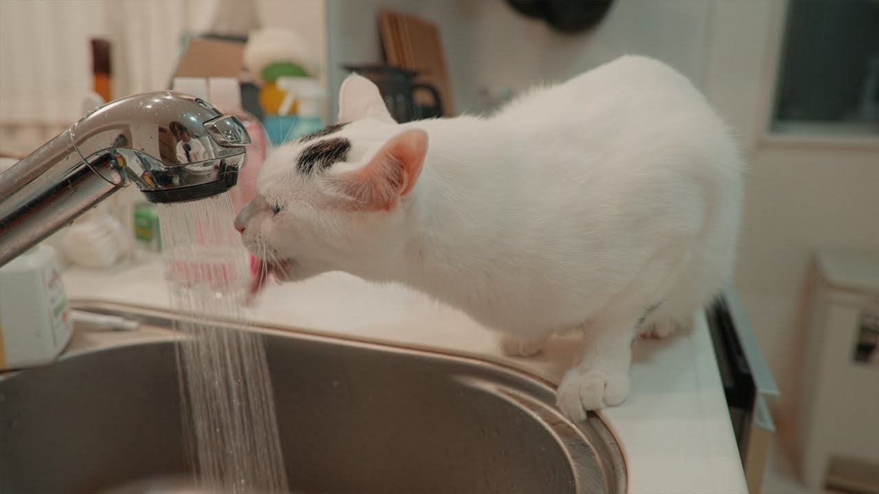 寝る前の猫達の過ごし方で性格が透けて見える