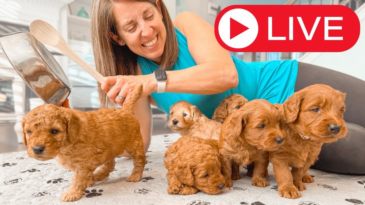Live Stream With 5 & 6 Week Old Goldendoodle Puppies