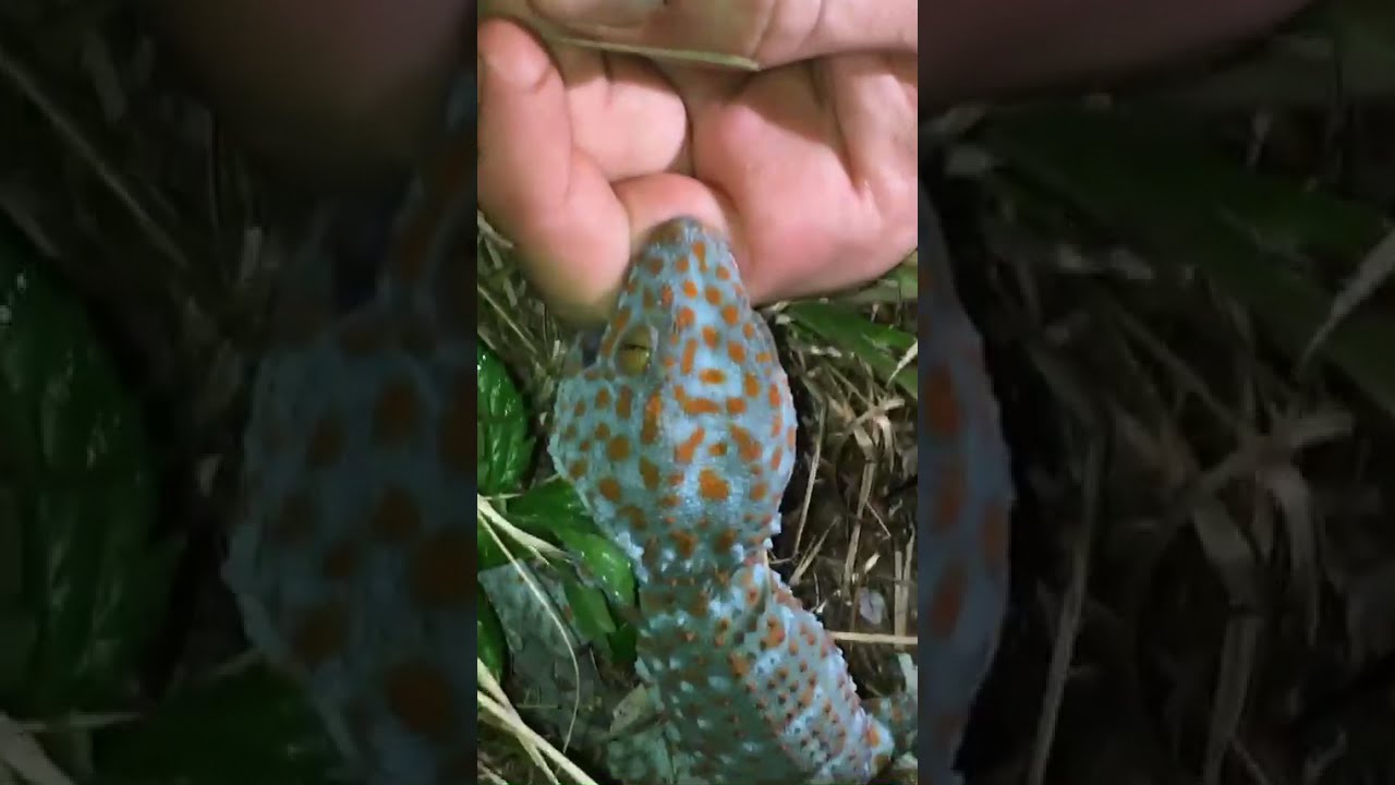 Огромный токайский геккон КУСАЕТ руку!!! #ШОРТЫ