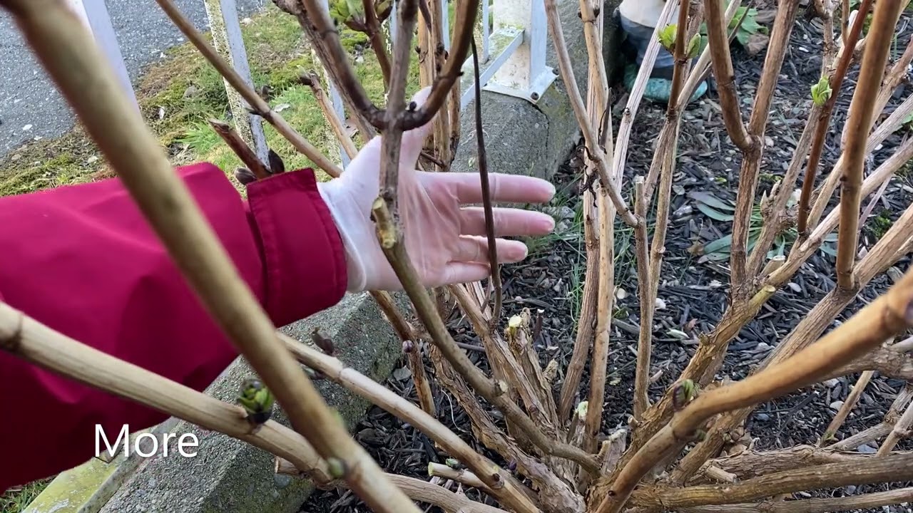Spring Pruning For Hydrangea Macrophylla 
