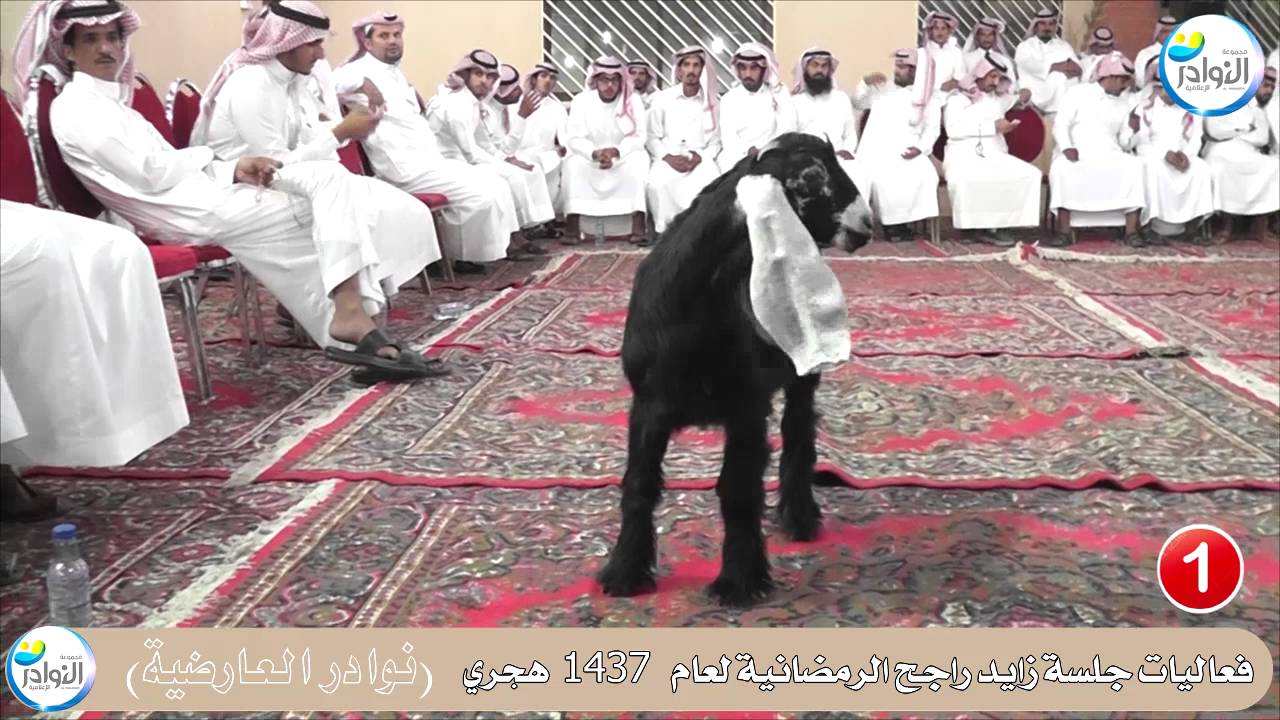جلسة زايد راجح الرمضانية للعوارض 1437هـ (1)