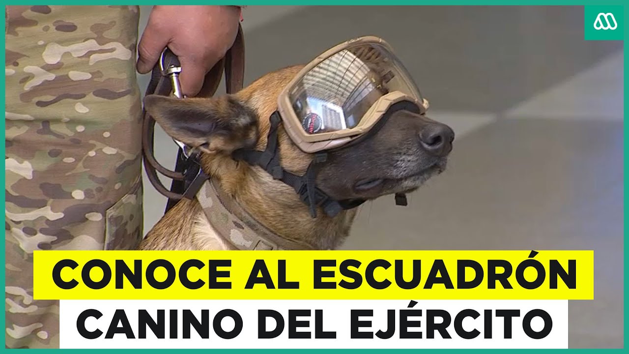 Escuadrón canino del ejército muestran sus habilidades previo a Parada Militar 2025