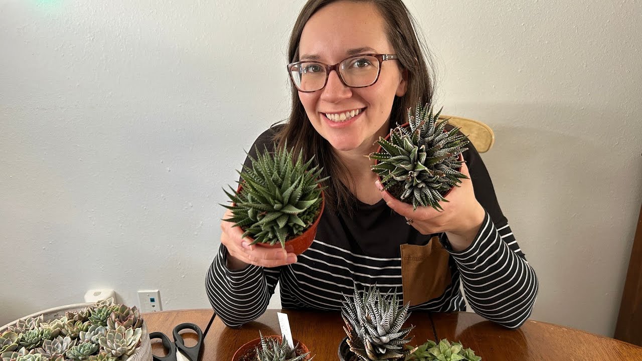 2 Best Ways to Propagate Haworthia Succulents, FAST! // Angels Grove Gardening