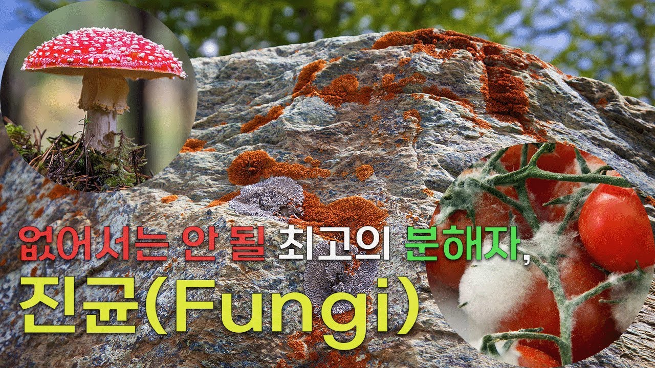 없어서는 안 될 최고의 분해자, 진균 | 진균(Fungi)