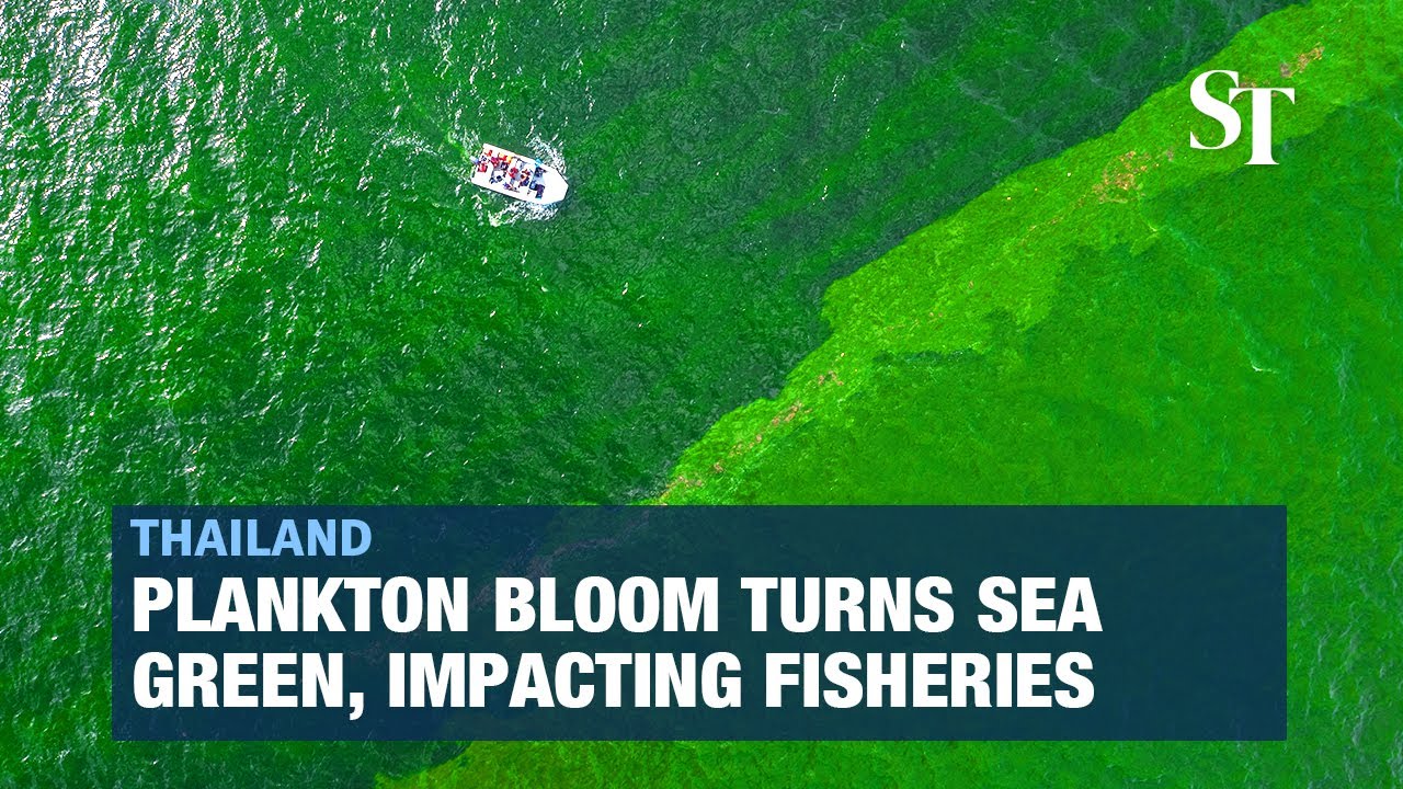 Extreme plankton bloom creates 'dead zone' off Thailand
