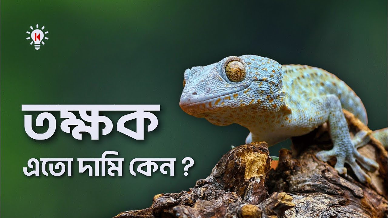 তক্ষক এতো দামি কেন ?