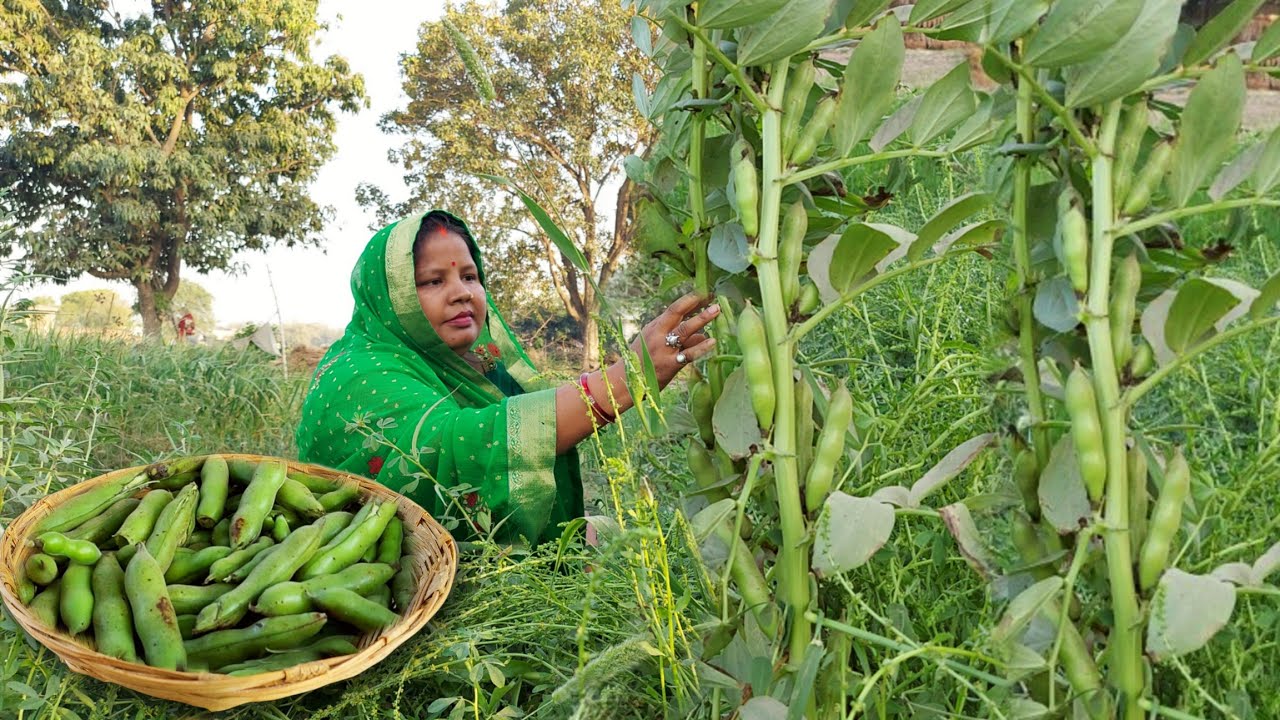 पुराने जमाने में ऐसे बनाते थे आलू बाकला की सब्जी, विटामिन से भरपूर Village Style Aloo Bakla Sabji