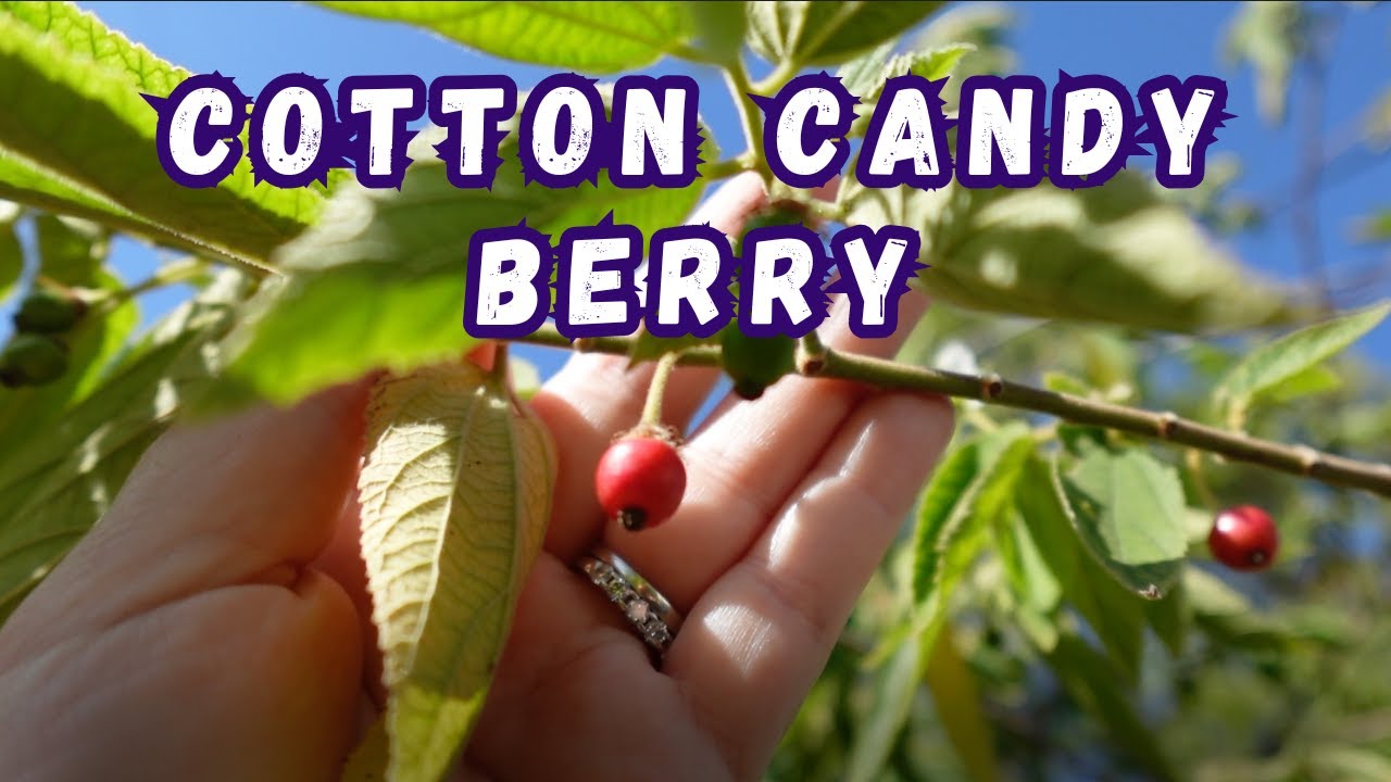 Growing the Cotton Candy Berry! 🍒🌿 Muntingia calabura Taste Test