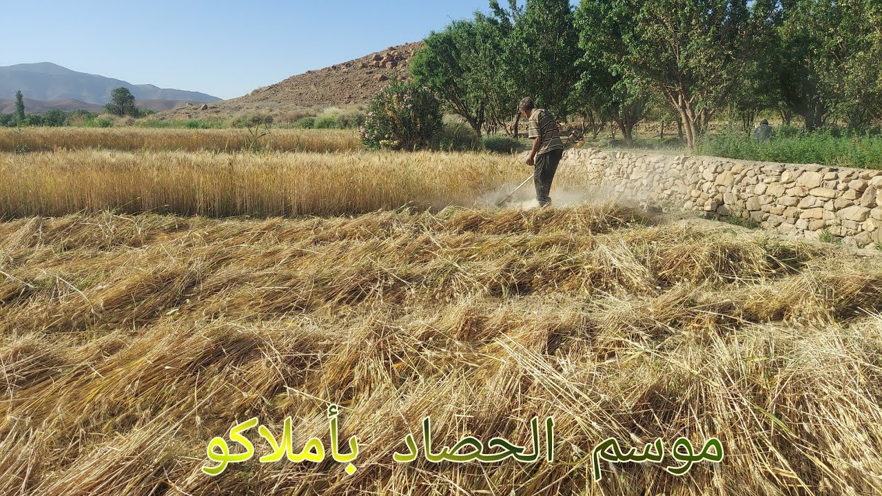 موسم الحصاد بأملاكو Saison de récolte a Amellago
