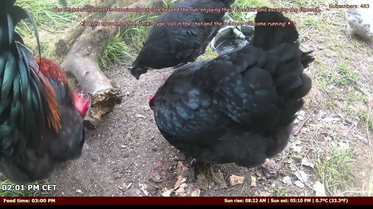 Nourriture Automatisée pour Poules Races Rares 🐓⚡