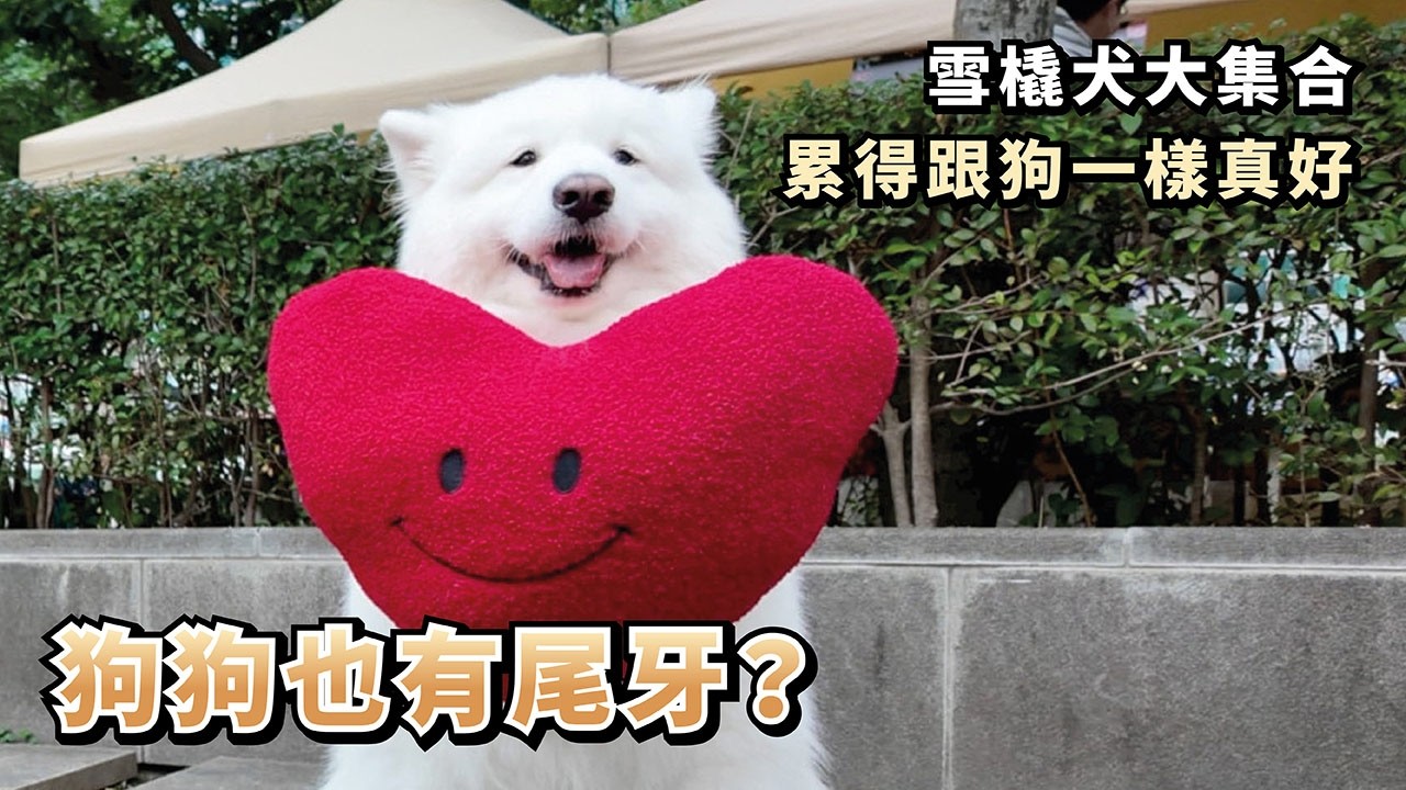 『狗狗也有尾牙？』雪橇犬大集合，累得跟狗一樣真好(薩摩耶多比Dobby is free)