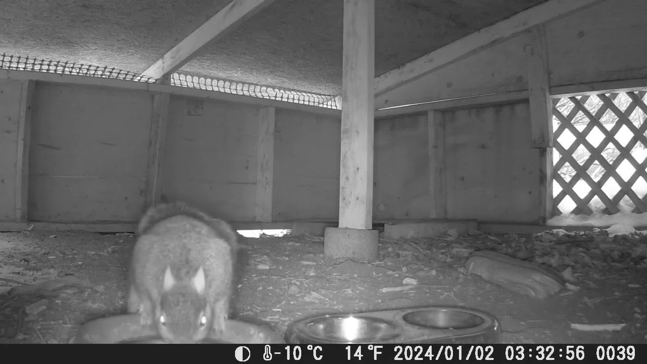 Hut Squirrels 2/7/26