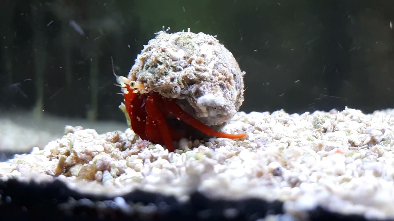 hermit crab Lunch with antenna, delicadesses...