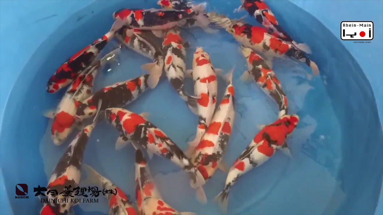 Koi Blog HB 
