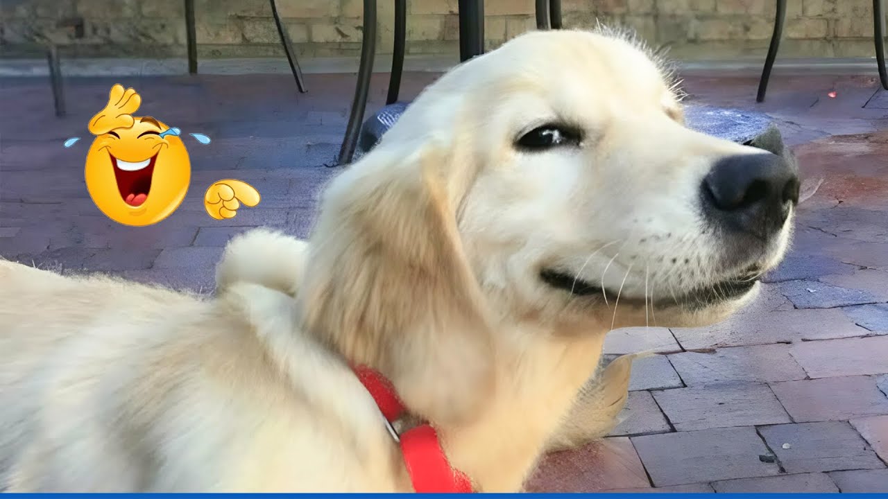 I Wanted a Dog, But God Gave Me a Comedian! 😂 🐶 Funny Dog Video Ever!