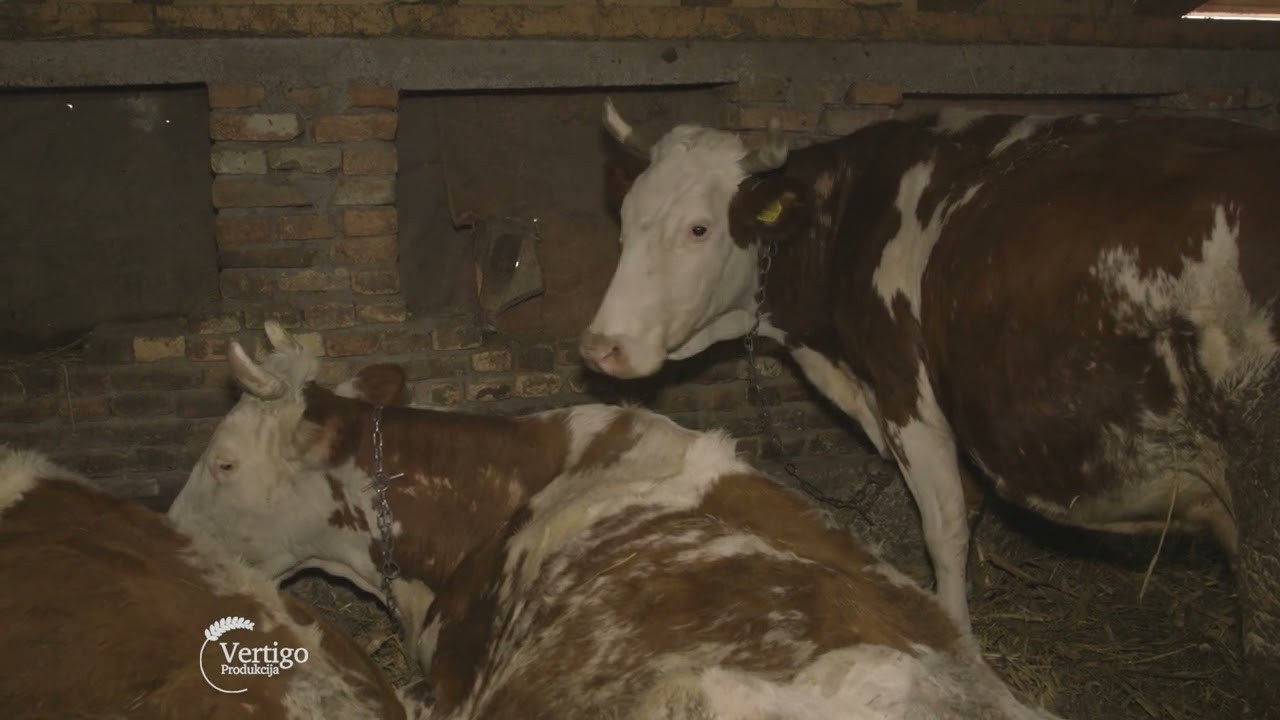 Farma KRAVA i proizvodnja MLEKA u selu JASA TOMIC - U nasem ataru 995