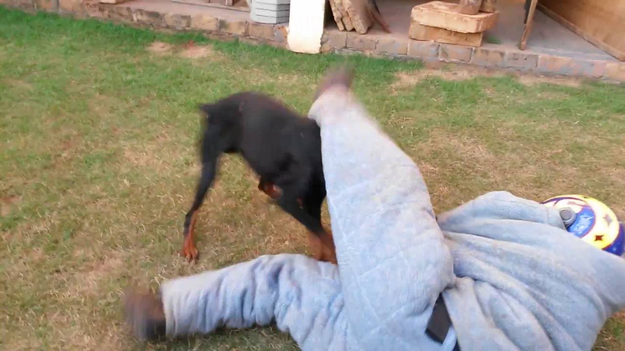 Dobermann fazendo guarda territorial