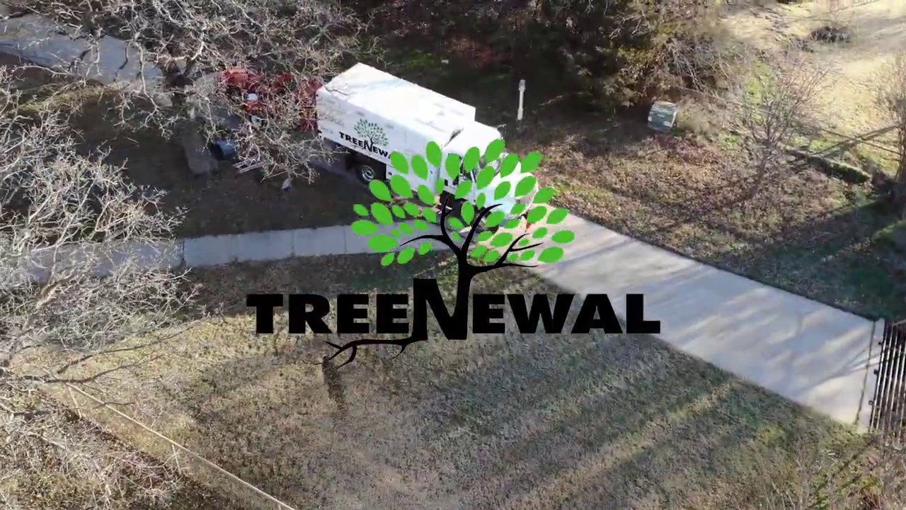 TreeNewal Removes Dead Post Oak Tree