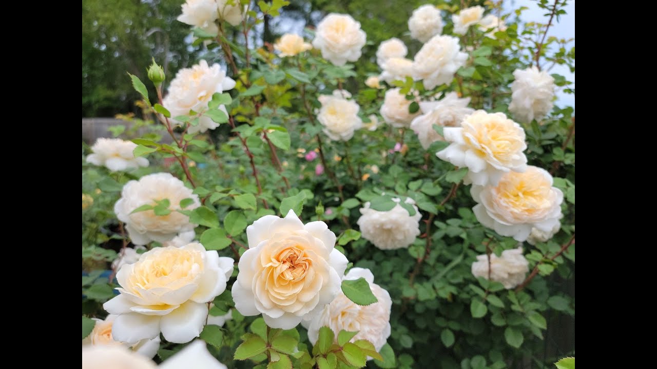 David Austin rose | Crocus Rose | Spring 2022 | Zone 8b | Mobile AL