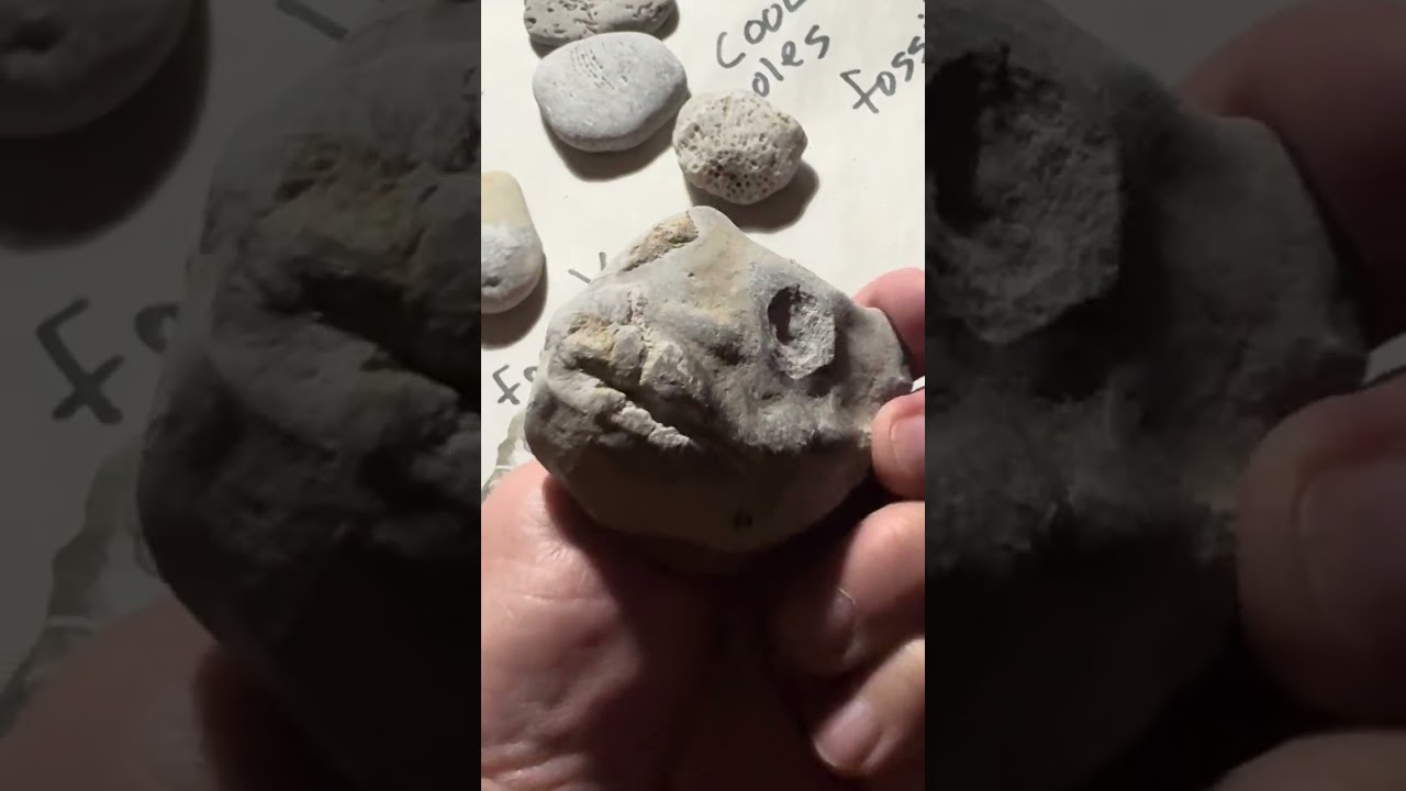 Lake Huron #michigangreatlakes fossils 