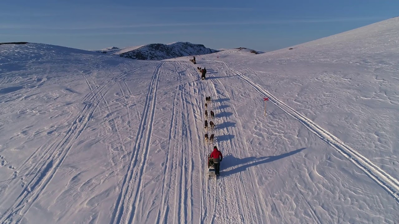 Wilderness Dogsled Adventure in Vindelfjällen