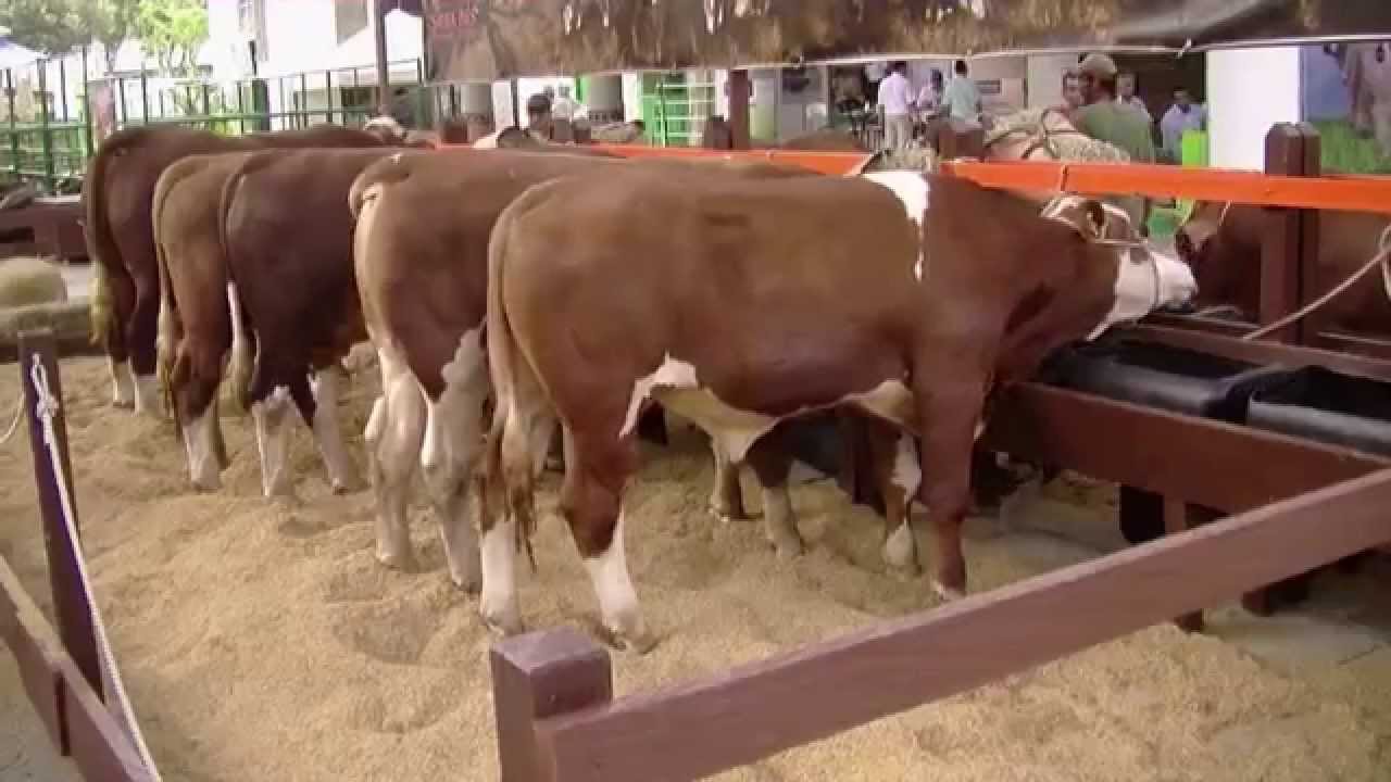 Feria Nacional Cebú de Bucaramanga 2013 - TvAgro por Juan Gonzalo Angel